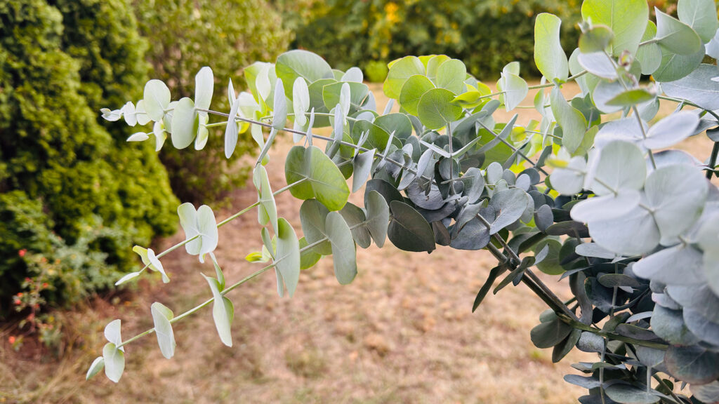 Eucalyptus