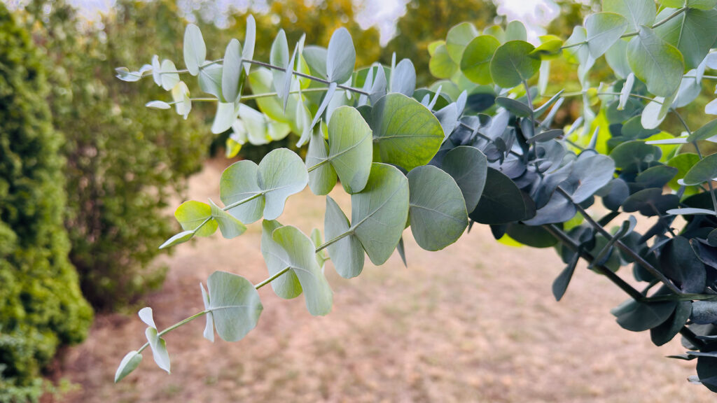 Eucalyptus