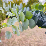 Eucalyptus