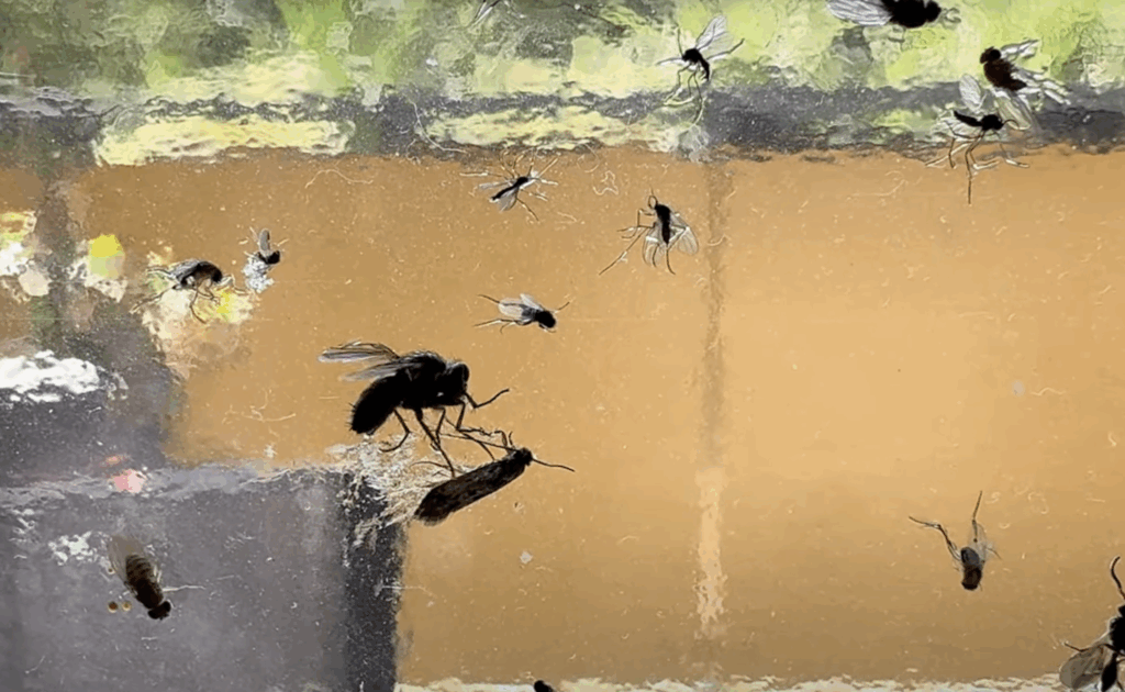 flypaper