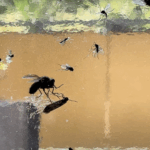 flypaper